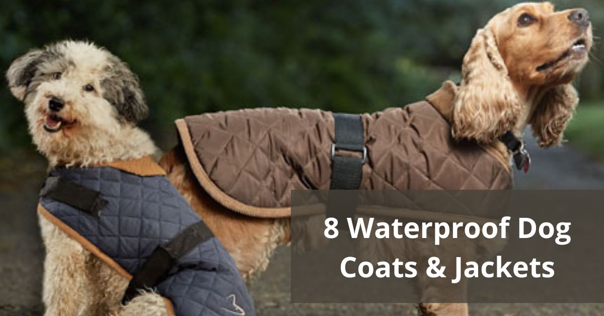 8 Waterproof Dog Coats & Jackets